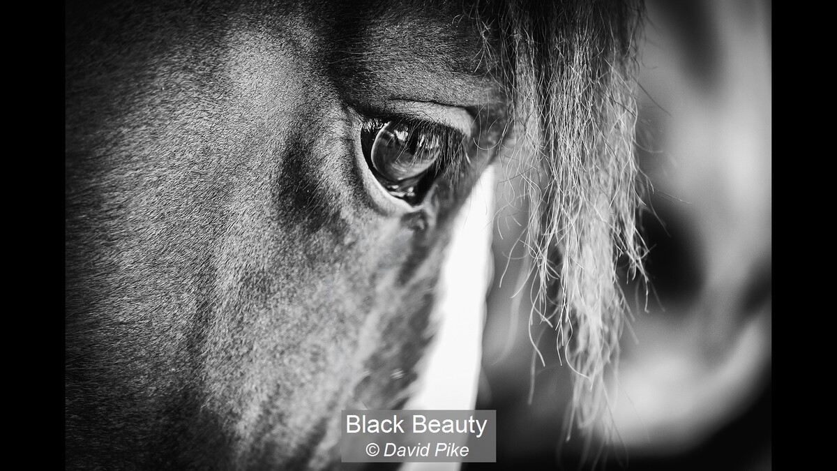 Black Beauty